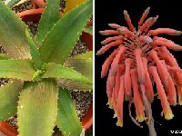 Aloe ikiorum NW Kenya JL (recent & rare)